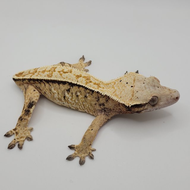 노멀 트라이 익스트림할리퀸