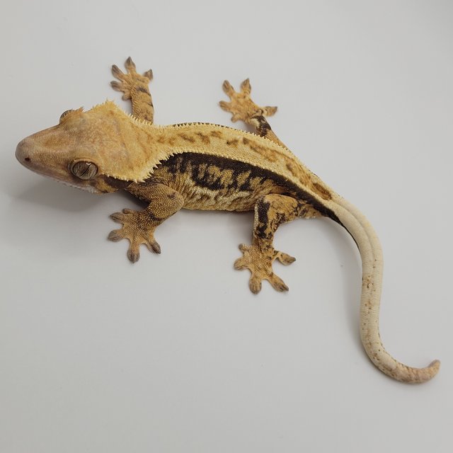 노멀 트라이 익스트림할리퀸 쿼드