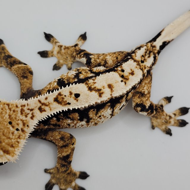 노멀 익스트림할리퀸 트라이 바브