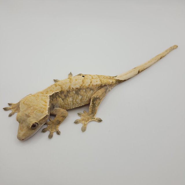 노멀 익스트림할리퀸 트라이