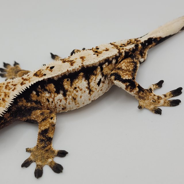 노멀 익스트림할리퀸 트라이 바브