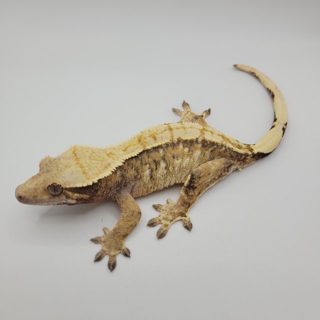 노멀 트라이 익스트림할리퀸