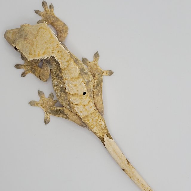 노멀 익스트림할리퀸 트라이