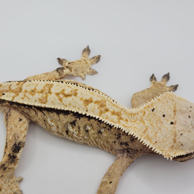 노멀 트라이 익스트림할리퀸