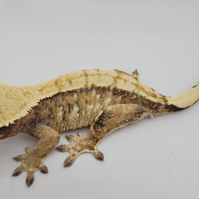 노멀 트라이 익스트림할리퀸