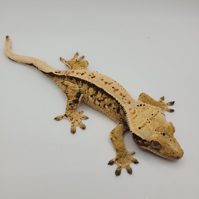 노멀 트라이 익스트림할리퀸 젠젝스