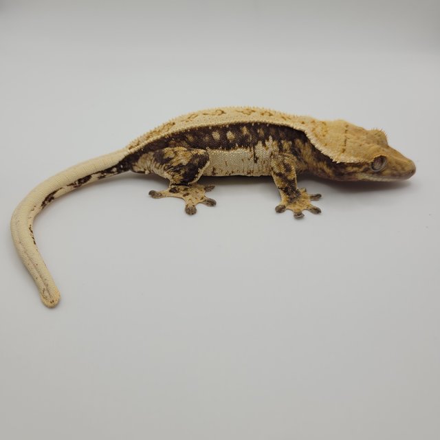 노멀 트라이 익스트림할리퀸 젠젝스