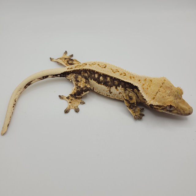 노멀 트라이 익스트림할리퀸 젠젝스