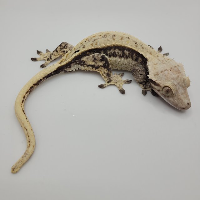 노멀 풀핀 쿼드