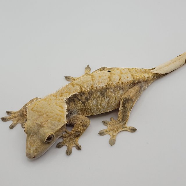 노멀 익스트림할리퀸 트라이