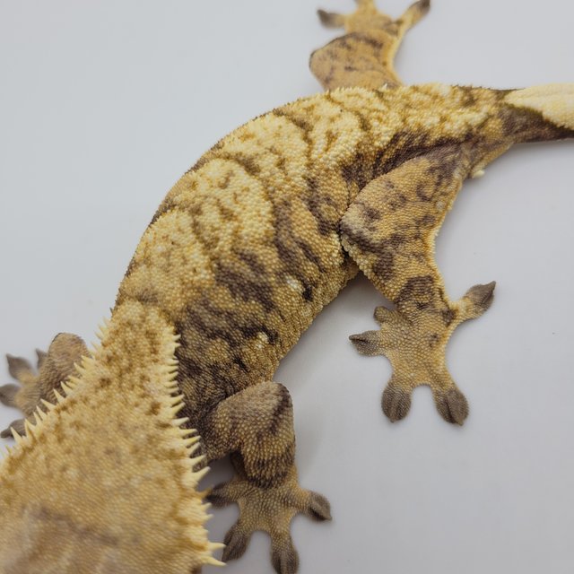 노멀 트라이 익스트림할리퀸