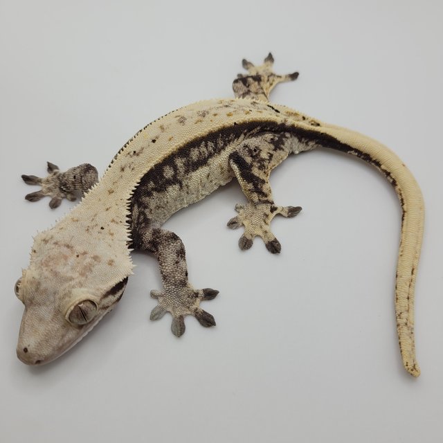 노멀 풀핀 쿼드