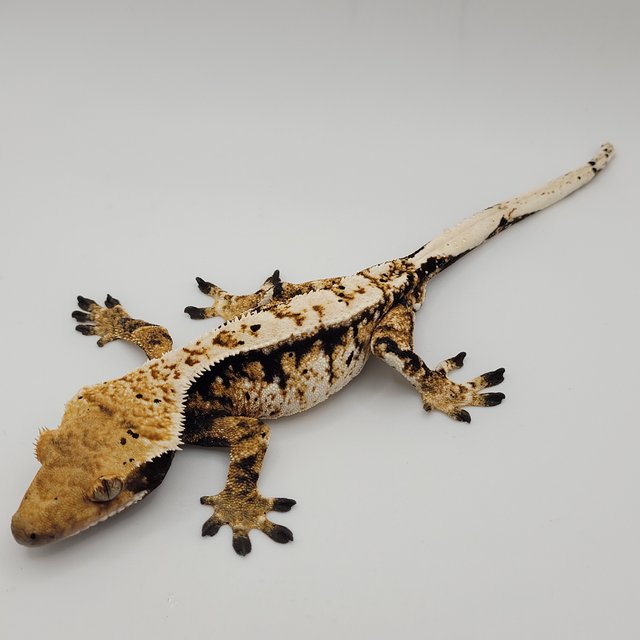 노멀 익스트림할리퀸 트라이 바브