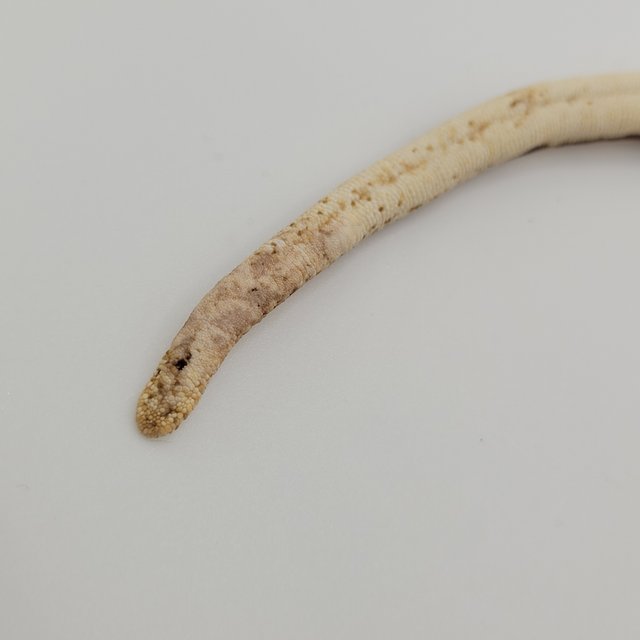 노멀 트라이 익스트림할리퀸 쿼드