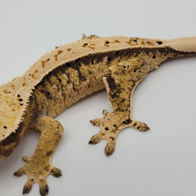 노멀 트라이 익스트림할리퀸 젠젝스