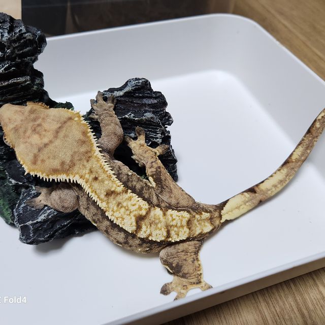 트라이 익스트림할리퀸