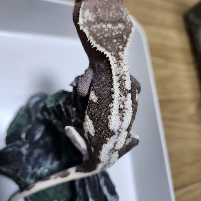 릴잔틱