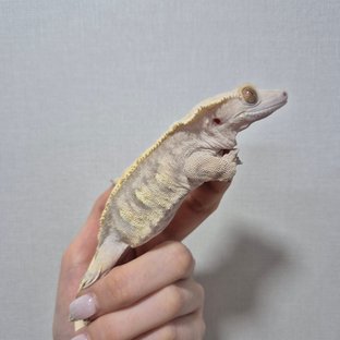 노멀 트라이 익스트림할리퀸