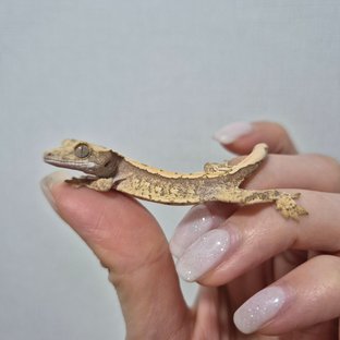 노멀 트라이 익스트림할리퀸