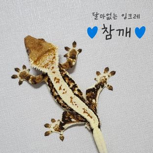 참깨