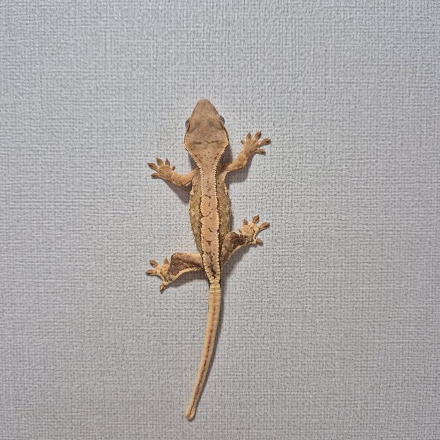 릴리화이트 크림 옐로우