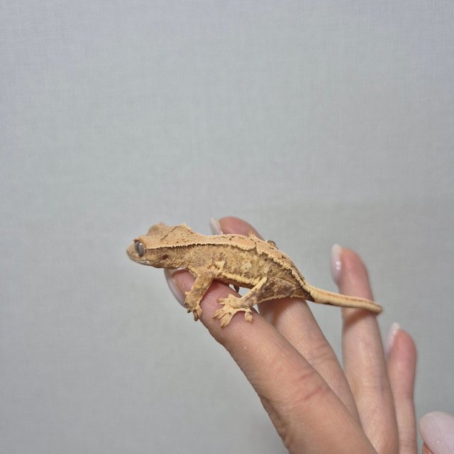 릴리화이트 크림 옐로우