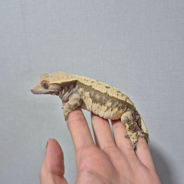 노멀 트라이 익스트림할리퀸