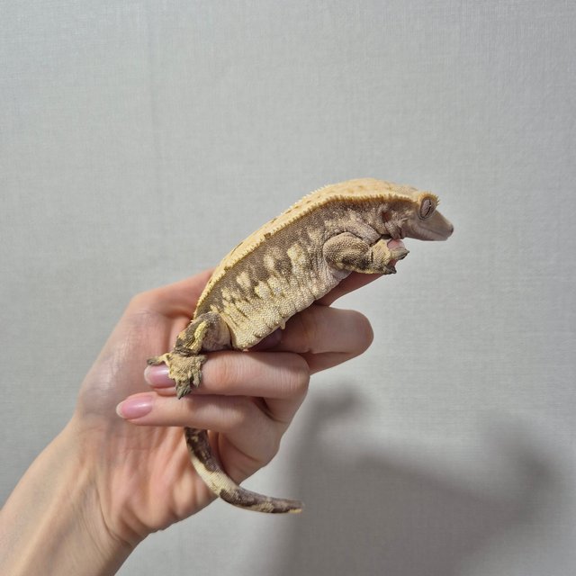 노멀 트라이 익스트림할리퀸