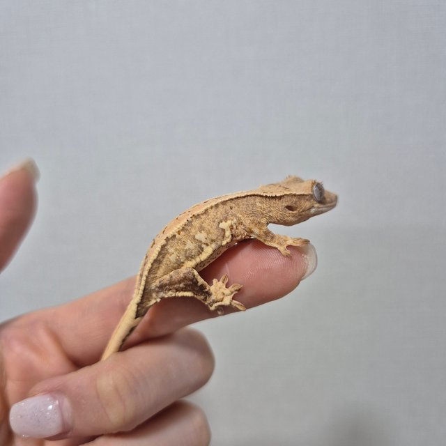 릴리화이트 크림 옐로우