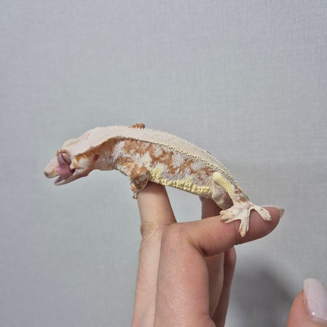 릴리화이트 옐로우 크림