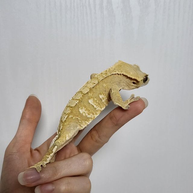 노멀 크림 옐로우