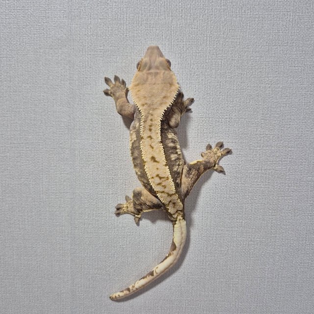 노멀 트라이 익스트림할리퀸