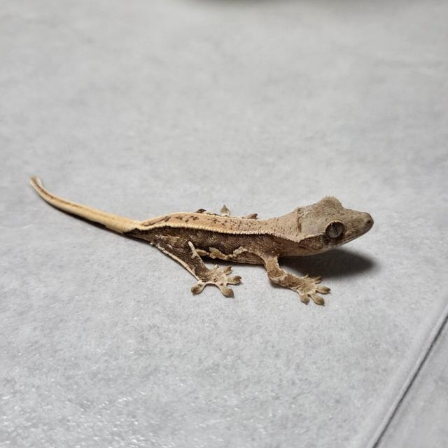 릴리화이트 크림 옐로우 풀핀