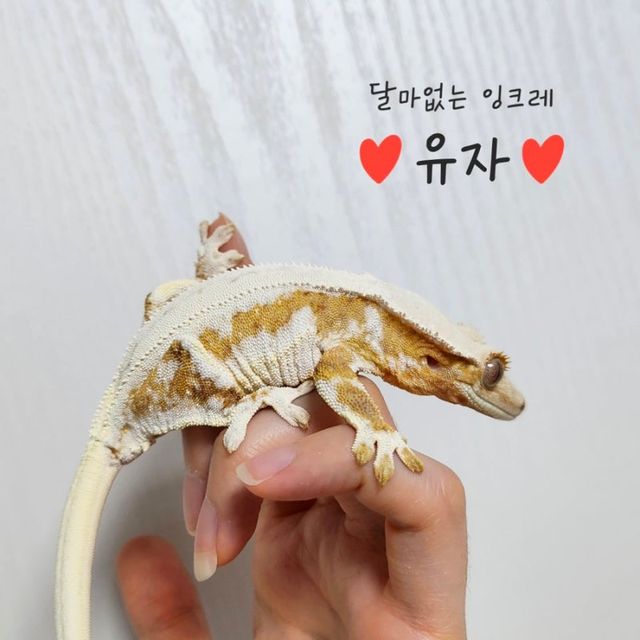 릴리화이트 드리피 크림 옐로우