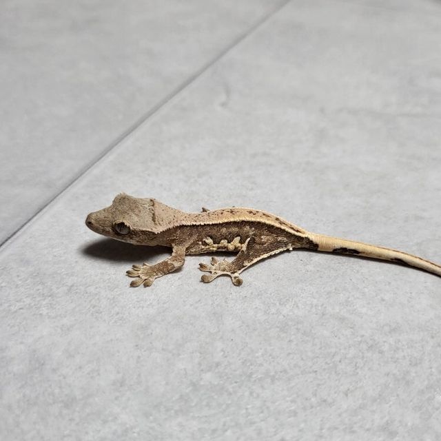 릴리화이트 크림 옐로우 풀핀