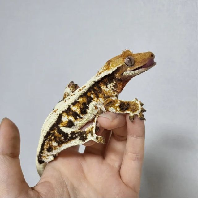 릴리화이트 트라이
