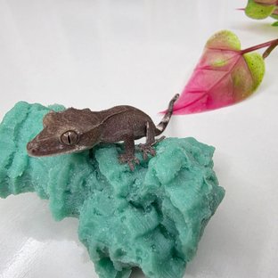 아잔틱 패턴리스