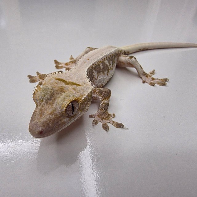 릴리화이트 솔리드백