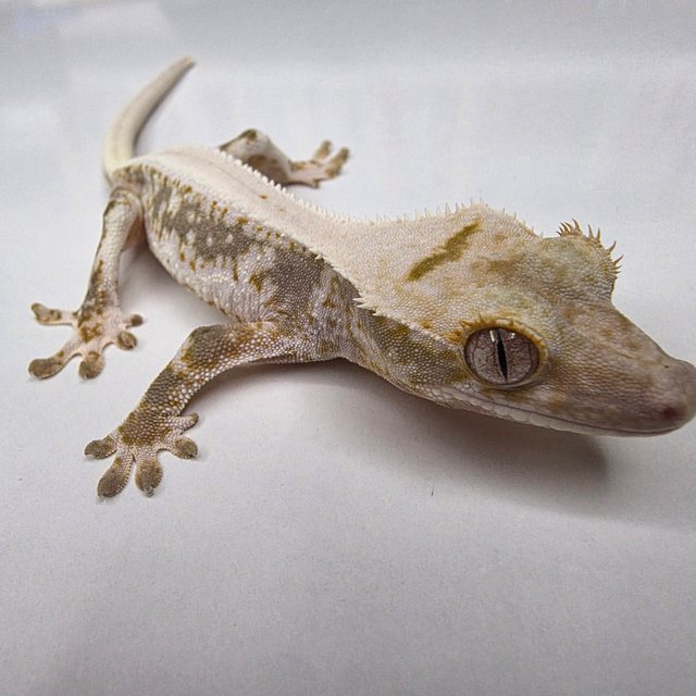 릴리화이트 솔리드백