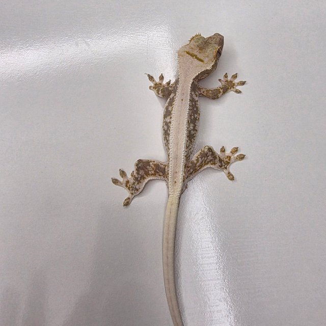 릴리화이트 솔리드백