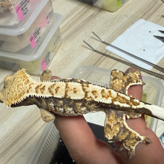 노멀 트라이 익스트림할리퀸 텐저린