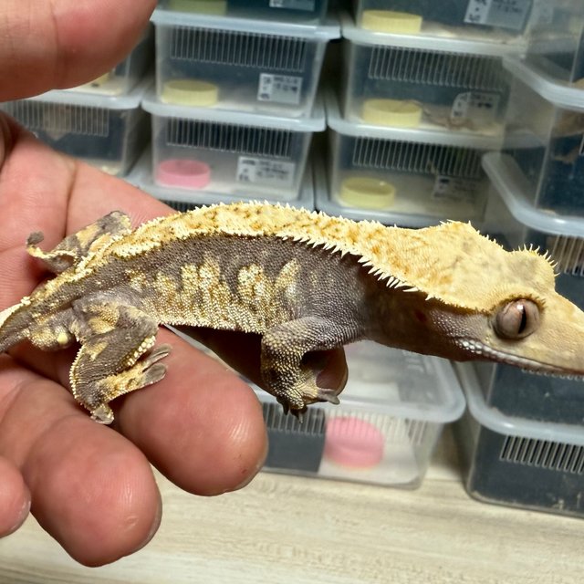 노멀 트라이 익스트림할리퀸 텐저린