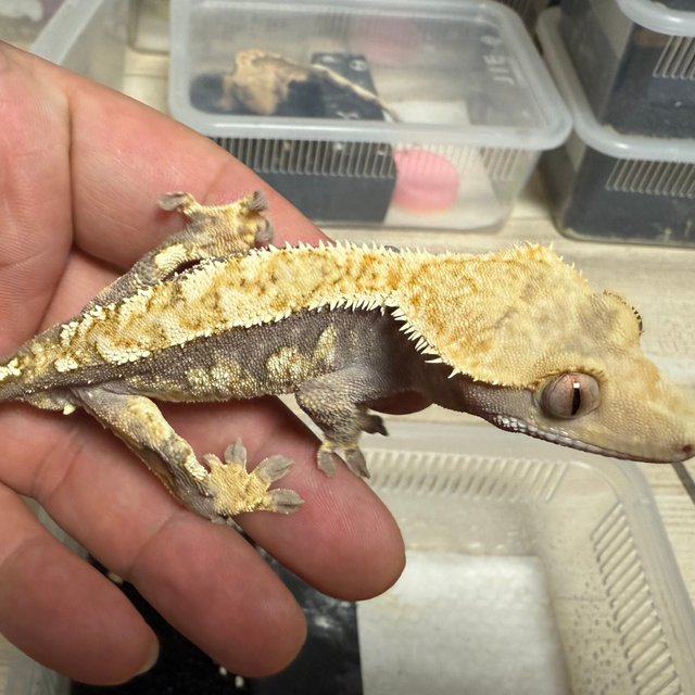 노멀 트라이 익스트림할리퀸 텐저린