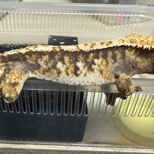 노멀 트라이 익스트림할리퀸 텐저린