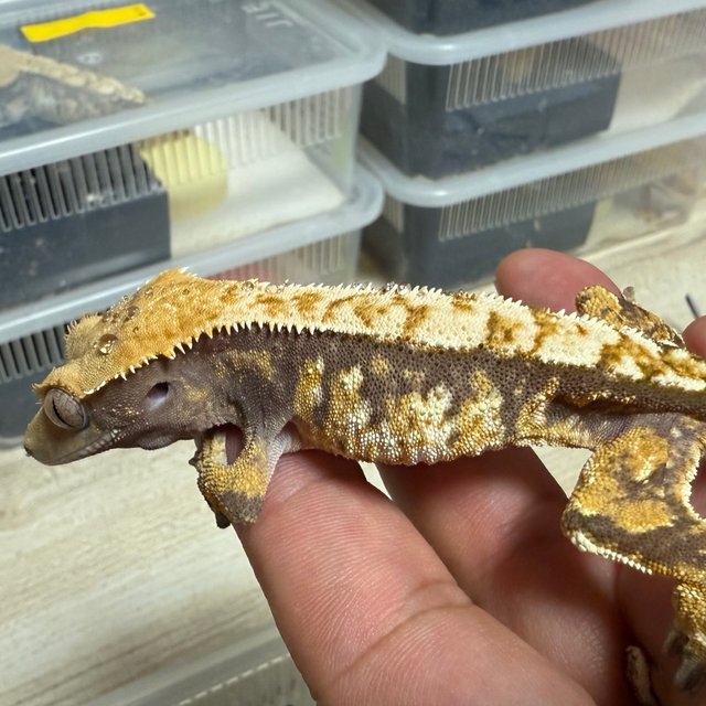 노멀 트라이 익스트림할리퀸 텐저린