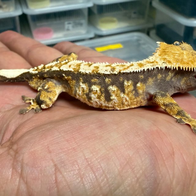 노멀 트라이 익스트림할리퀸 텐저린