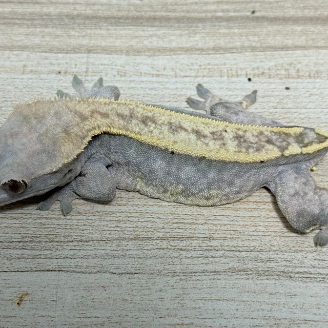 노멀 핀스트라이프