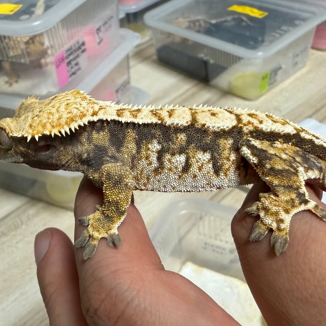 노멀 트라이 익스트림할리퀸 텐저린