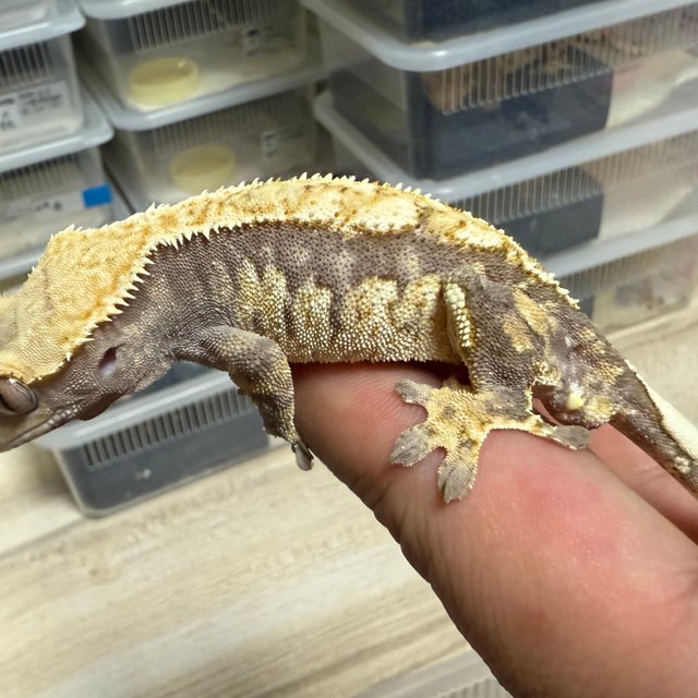 노멀 트라이 익스트림할리퀸 텐저린