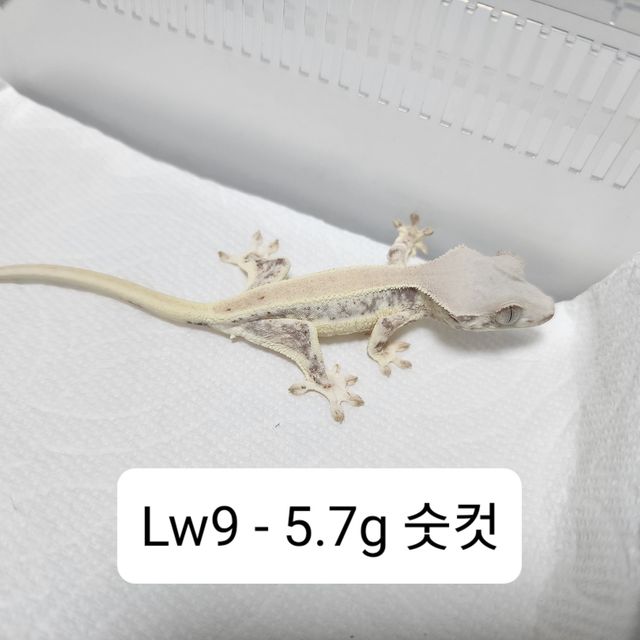 릴리화이트